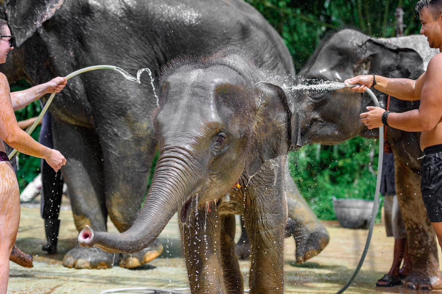 PHUKET ELEPHANT SANCTUARY VILLAGE