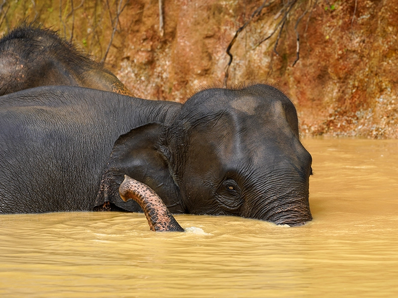 BUKIT ELEPHANT PARK