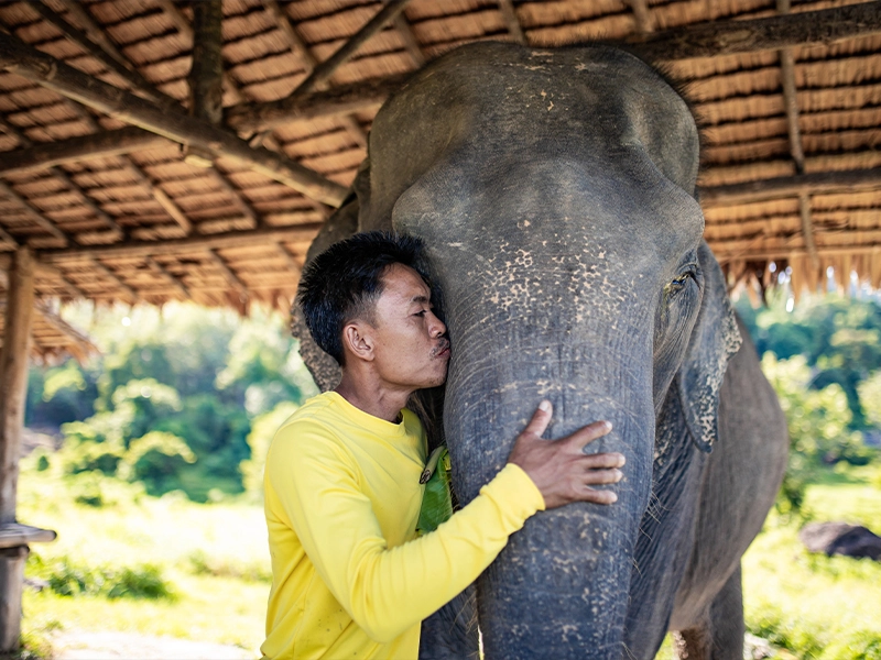BUKIT ELEPHANT PARK